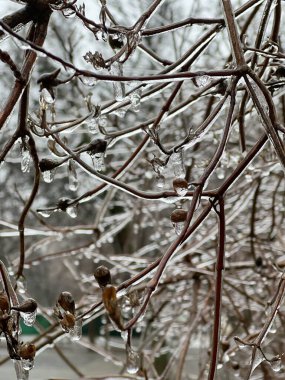 Kış parkında ağaçların ve çalıların üzerindeki buzlar.
