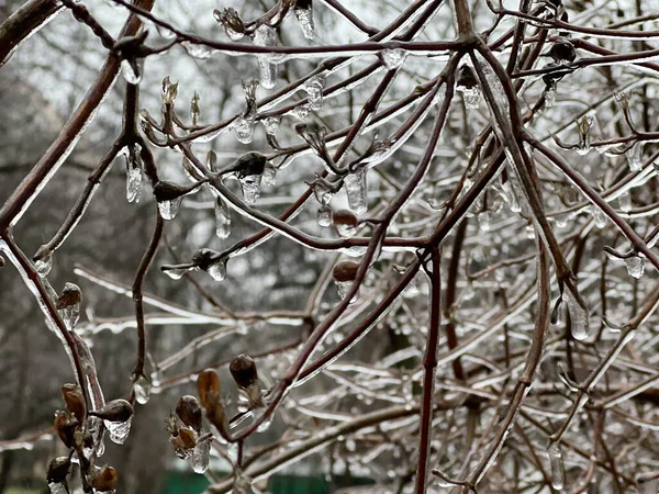 Kış parkında ağaçların ve çalıların üzerindeki buzlar.