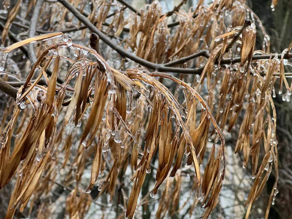 Kış parkında ağaçların ve çalıların üzerindeki buzlar.