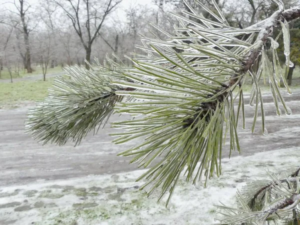Kış parkında buzla kaplı çam iğneleri