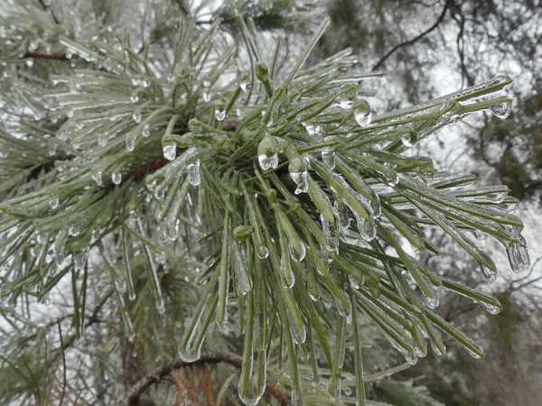 Kış parkında buzla kaplı çam iğneleri
