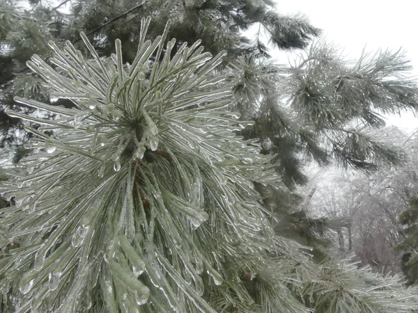 Kış parkında buzla kaplı çam iğneleri