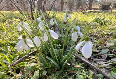 İlkbahar parkında çiçek açan bir kardelen çalısı..