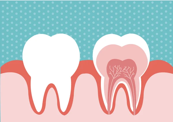 Abbildung des Zahnes — Stockvektor