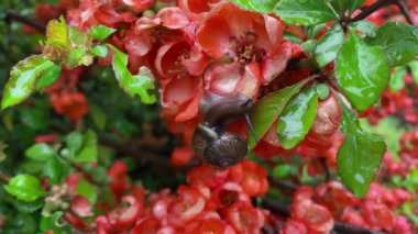 Salyangoz yağmurda oturur ve güzel kırmızı çiçeklerin üzerinde emekler..