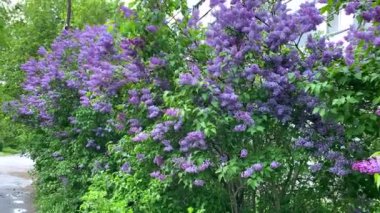 Rüzgarda sallanan büyük bir leylak çalısı.