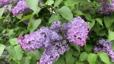 Rüzgarda sallanan taze yeşilliğin arka planında bir leylak dalı.