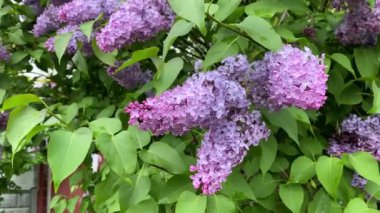 Rüzgarda sallanan taze yeşilliğin arka planında bir leylak dalı.