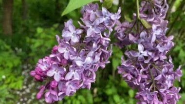 Rüzgarda sallanan taze yeşilliğin arka planında bir leylak dalı.