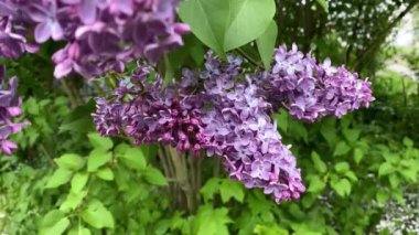 Rüzgarda sallanan taze yeşilliğin arka planında bir leylak dalı.