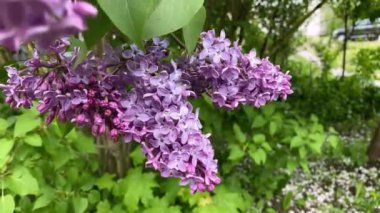 Rüzgarda sallanan taze yeşilliğin arka planında bir leylak dalı.