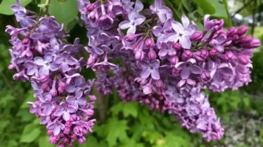 Rüzgarda sallanan taze yeşilliğin arka planında bir leylak dalı.