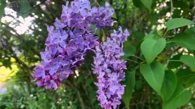 Rüzgarda sallanan taze yeşilliğin arka planında bir leylak dalı.