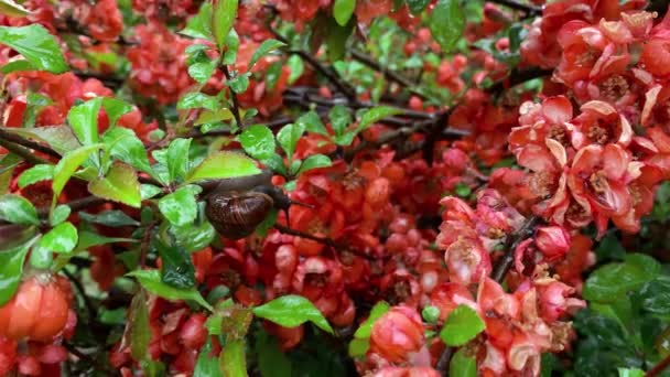 Schnecke Sitzt Und Kriecht Auf Schönen Roten Blumen Regen — Stockvideo