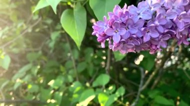 Güneşin ılık günbatımında leylak çiçekleri