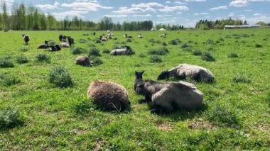 Koyun sürüsü yeşil bir alanda otluyor. Bazı koyunlar çimenlerde yatar. Mavi gökyüzünde beyaz bulutlar süzülür