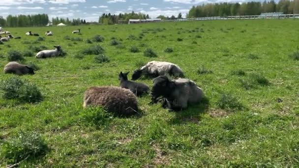 Troupeau Moutons Paissent Sur Champ Vert Des Moutons Gisent Dans — Video