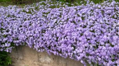 Tüm alanı kaplayan küçük leylak çiçekleri olan büyük bir çiçek tarlası.