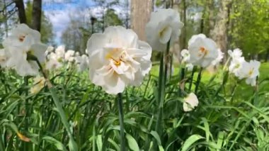 Beyaz çiçekler nergisler rüzgarda sallanıyor.