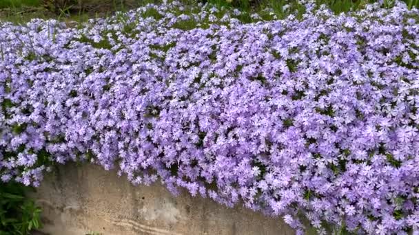 大きな花壇に小さなライラックの花が空間全体を覆い — ストック動画