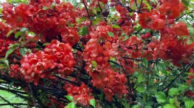 Salyangoz yağmurda oturur ve güzel kırmızı çiçeklerin üzerinde sürünür.