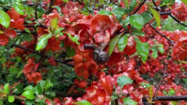 Salyangoz yağmurda oturur ve güzel kırmızı çiçeklerin üzerinde sürünür.