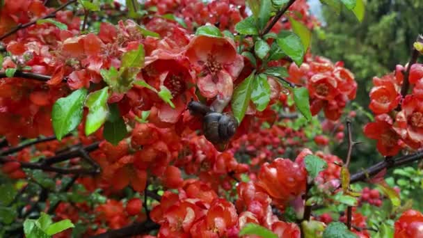 Lumaca Siede Striscia Bei Fiori Rossi Sotto Pioggia Primo Piano — Video Stock