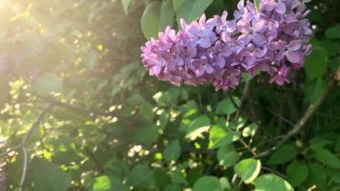 Güneşin ılık günbatımında leylak çiçekleri