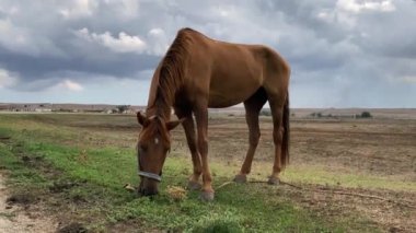 Güzel kahverengi at tarlada çimen yiyor kara fırtınalı bir gökyüzünün arka planında