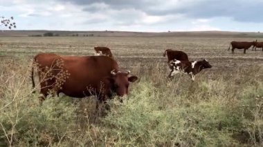 Bir kahverengi ve benekli inek sürüsü tarlada otluyor. Ön planda, kahverengi bir inek kuru otları yiyor..