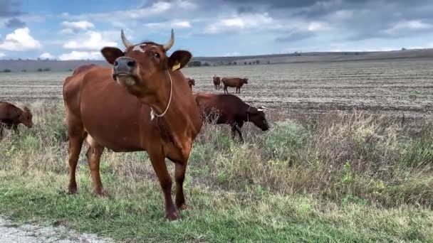 近くに牛が立っていて 頭を振って草を噛む 背景には牛の群れがいます — ストック動画