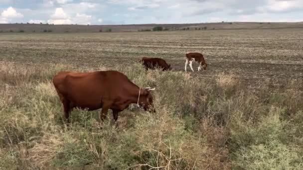 2頭の牛と1頭の子牛が畑で草を食べ — ストック動画