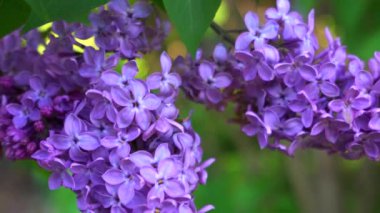 Çiçek açan leylak ve taze yeşil yapraklardan oluşan güzel bir dal. Önce yaklaştı, sonra yavaşça uzaklaştı.