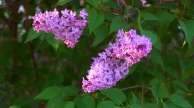 Yeşil yapraklı çalıların üzerinde üç dal leylak.
