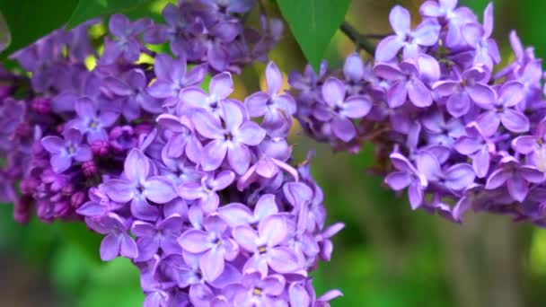 Una Hermosa Rama Lilas Florecientes Con Feliz Cinquefoil Brote Floreciente — Vídeo de stock