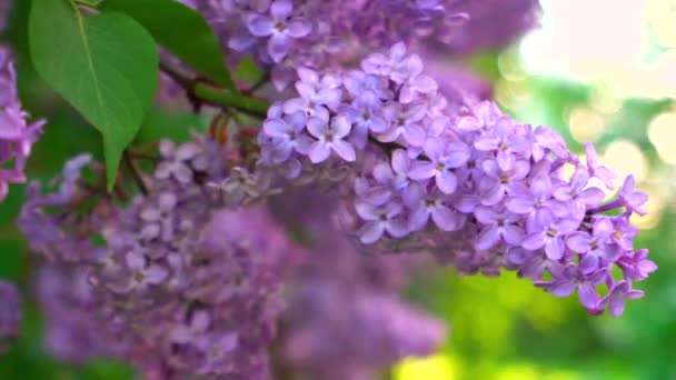 緑の葉を背景に多くの花やライラックの蕾を持つ枝が — ストック動画