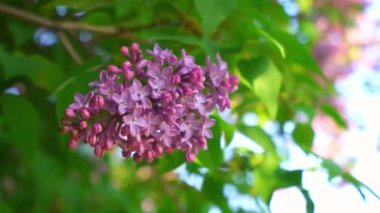 Taze yeşil yaprakların ve mavi gökyüzünün arka planında rüzgarda sallanan güzel bir leylak dalı.