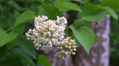 İlkbaharda rüzgarda sallanan çiçekli beyaz leylaklardan bir dal.