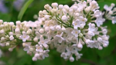 Büyük bir dal beyaz leylak, yakın plan üzerinde.