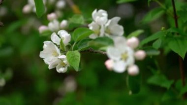 Rüzgarda sallanan beyaz ve pembe çiçekli güzel elma dalı. Sonra bir daldaki bir çiçeğe odaklanır.