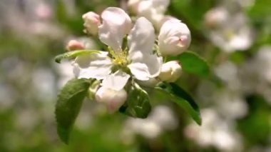 Rüzgarda sallanan beyaz pembe çiçekleri olan bir elma ağacının büyük bir dalına. arkaplan bulanık