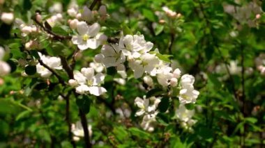 Rüzgarda sallanan büyük beyaz çiçekleri olan bir elma ağacının güzel çiçekli dalı. Sonra bir daldaki bir çiçeğe odaklanır.