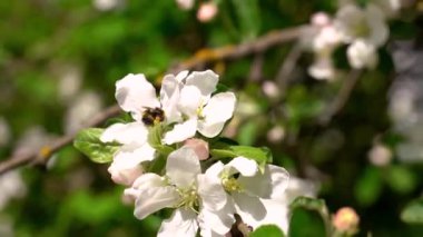 Yabanarısı bir dalda beyaz bahar elması çiçeklerinin üzerinde oturur, sonra onun üzerinden uçar.