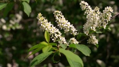 Beyaz bir kiraz ağacının dalını kapat baharda rüzgarda sallanan çiçeklerle