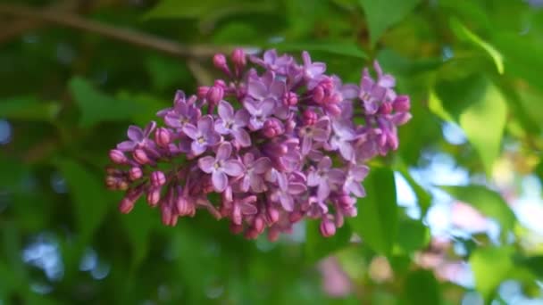 Hermosa Rama Floración Lila Sobre Fondo Follaje Verde Fresco Cielo — Vídeos de Stock