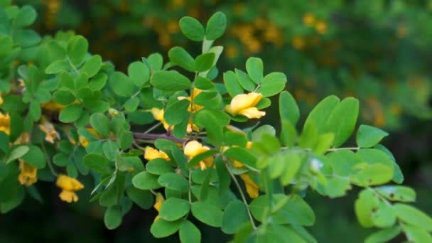 Una Rama Acacia Amarilla Con Flores Balanceándose Viento Primavera Cerca — Vídeo de stock