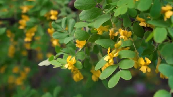 Arbusto Acácia Amarelo Com Folhas Redondas Verdes Fechar — Vídeo de Stock