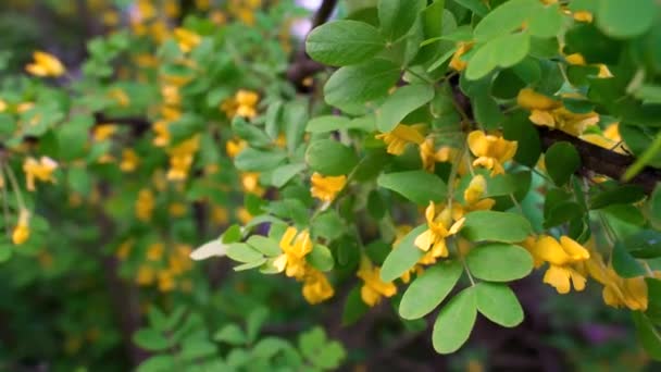 Arbusto Acácia Amarelo Flores — Vídeo de Stock
