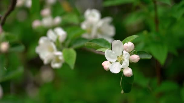 Piękny Biały Kwiat Jabłka Pączkami Zielonej Gałęzi Kołyszące Się Lekkim — Wideo stockowe