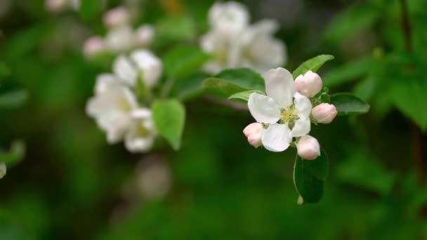 Mooie Bloeiende Tak Van Appelboom Met Knoppen Open Bloemen Achtergrond — Stockvideo